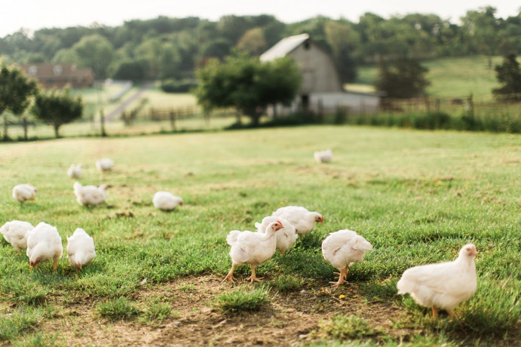 AllNatural Chicken Wholesale Sunrise Farms