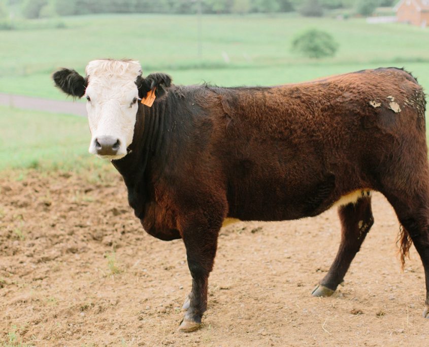 AllNatural Meat Wholesale Beef, Pork, Lamb, Chicken & Turkey