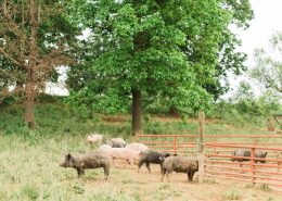 Pigs in the field and trees