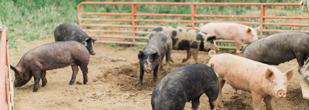 all-natural pork