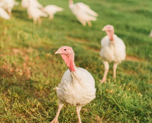 turkey starter feed
