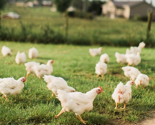 free range chickens running around