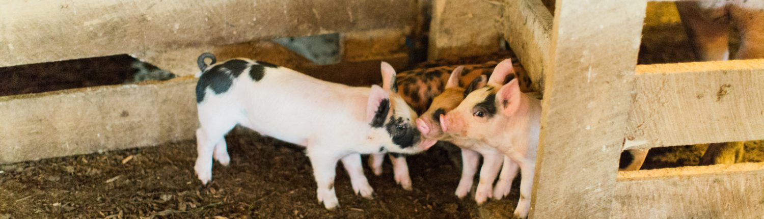 Berkshire pork piglets nuzzling each other