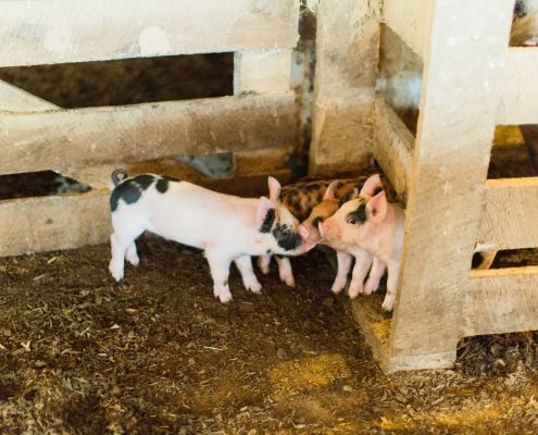 Berkshire pork piglets nuzzling each other