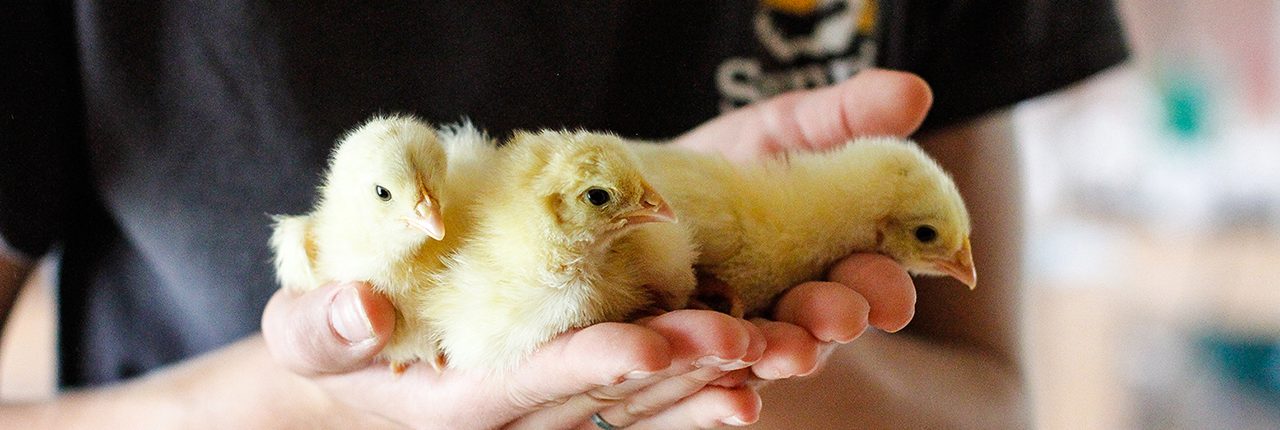 sunrise farms chicks