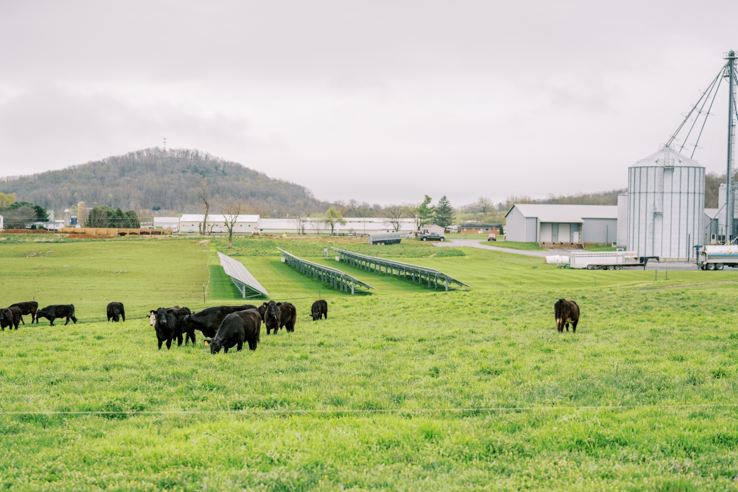 Grass-finished beef on pasture