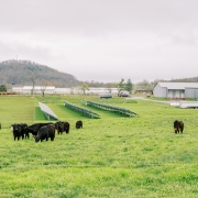 Grass-finished beef on pasture