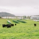 Grass-finished beef on pasture