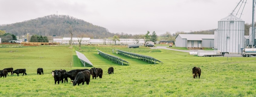 Grass-finished beef on pasture