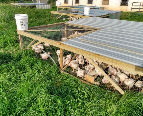 Broiler feed and chickens