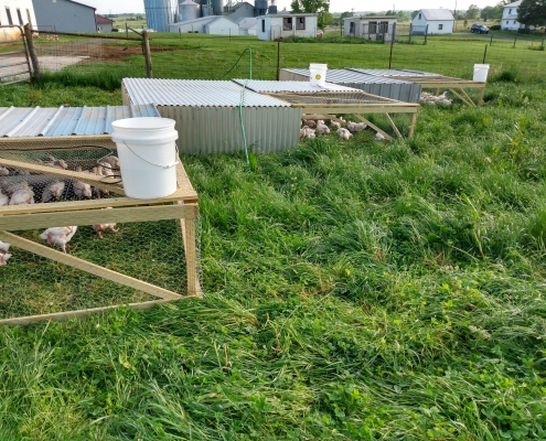 broiler feed and chickens