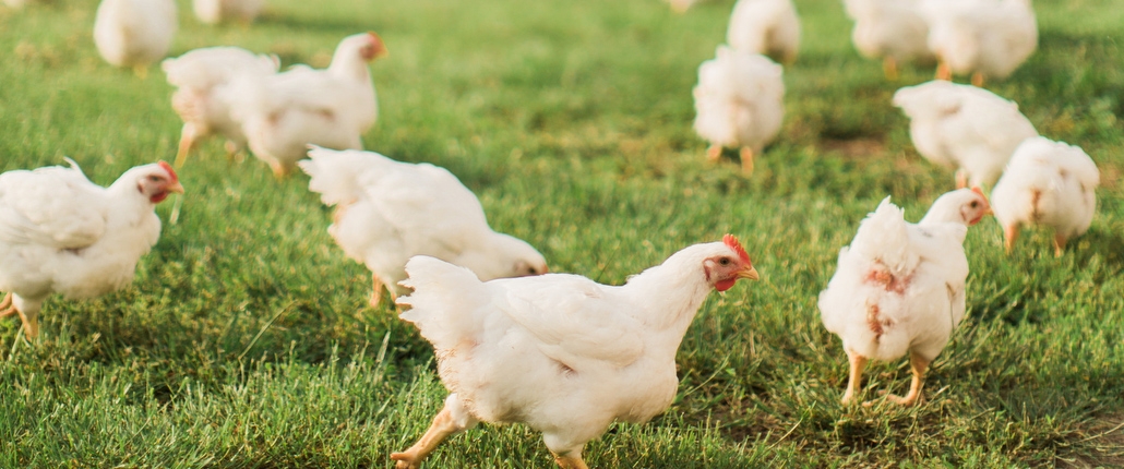 Sunrise Farms Non GMO Poultry for protein