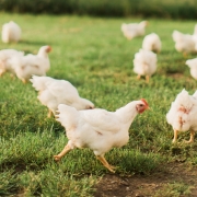 Sunrise Farms Non GMO Poultry for protein