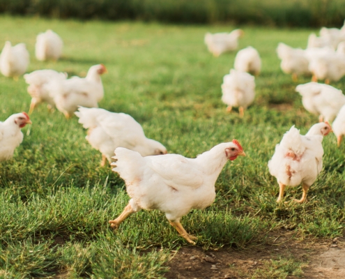 Sunrise Farms Non GMO Poultry
