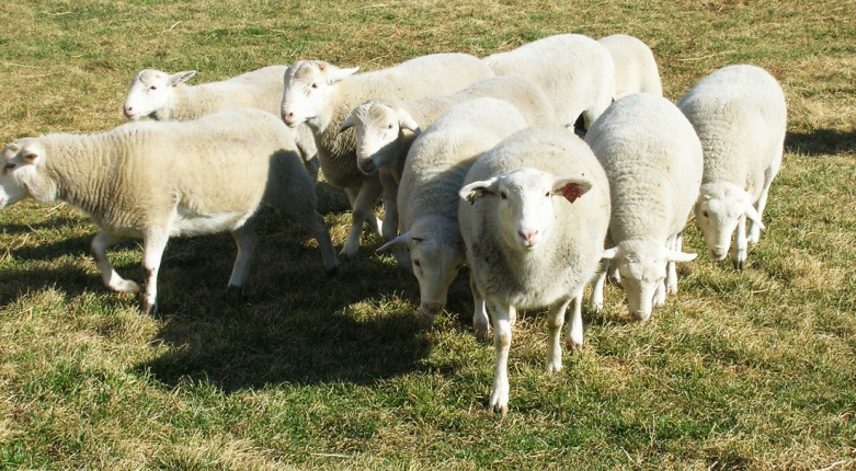 sheep
