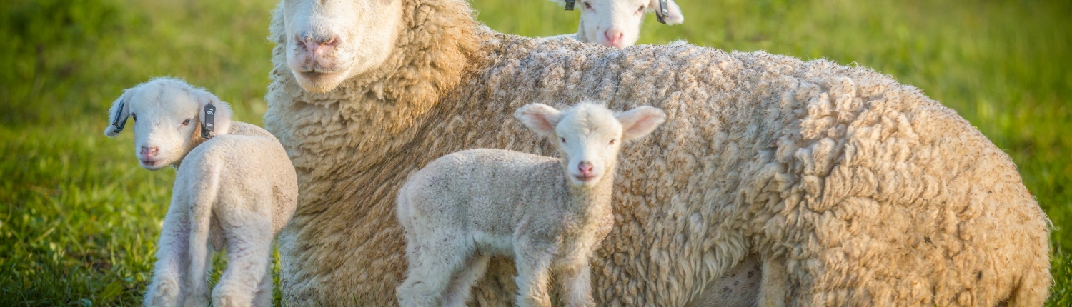 lamb and sheep