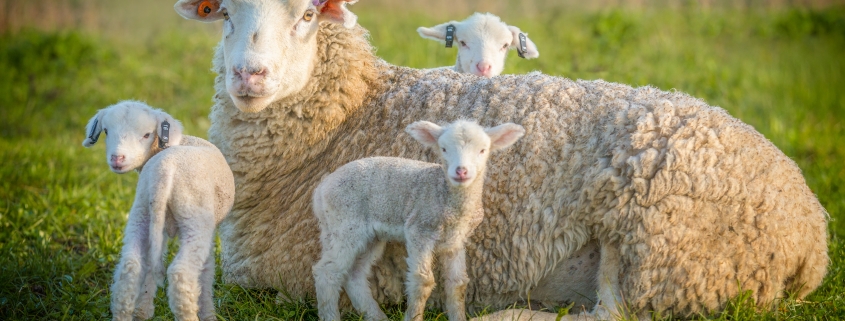 lamb and sheep