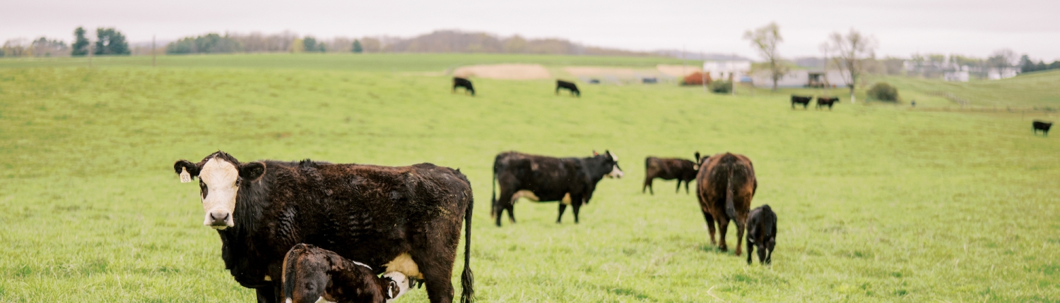cows