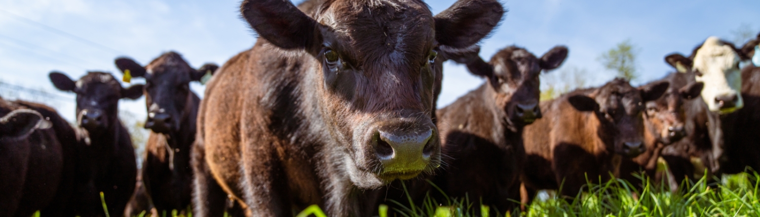 up close shot of brown cow with herd of cows behind him, representing bulk meat sales available