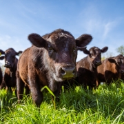 up close shot of brown cow with herd of cows behind him, representing bulk meat sales available