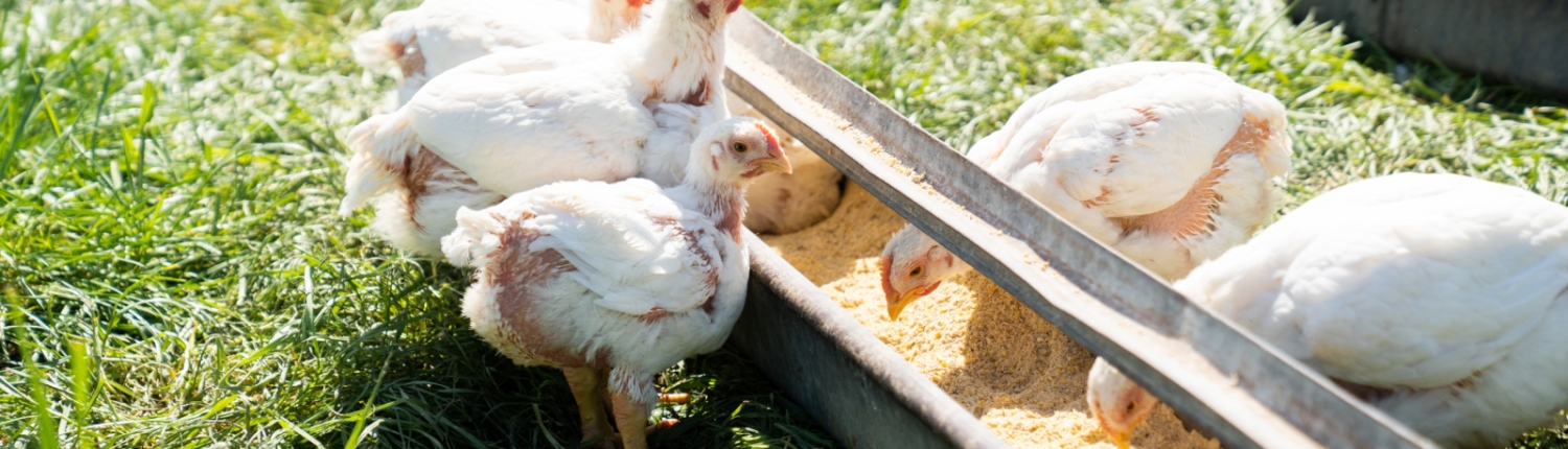 group of chicks eating chick starter feed at trough.