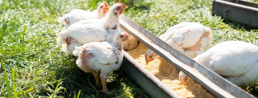group of chicks eating chick starter feed at trough.