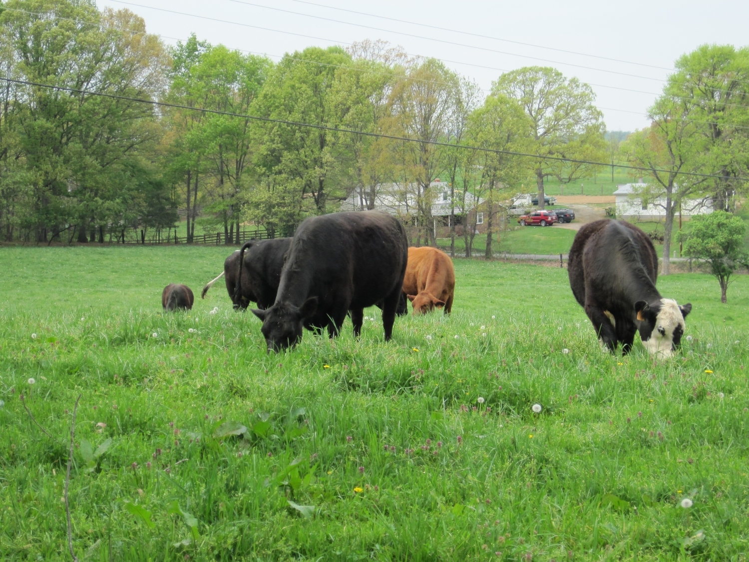 Grass-finished cows grazing on local pasture