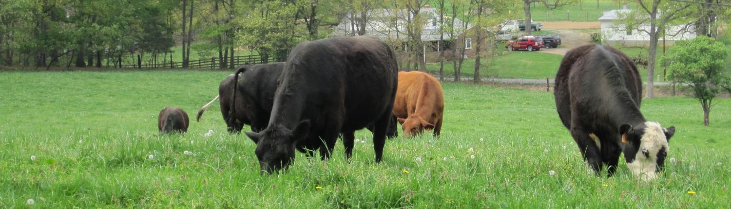 Grass-finished cows grazing on local pasture