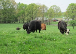 Grass-finished cows grazing on local pasture Grass-finished cows grazing on local pasture