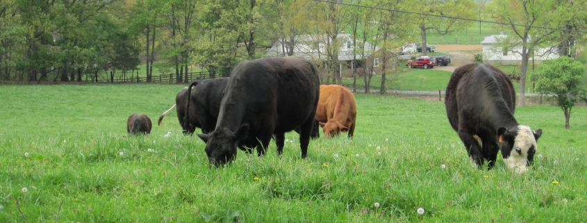 cows grazing on local pasture