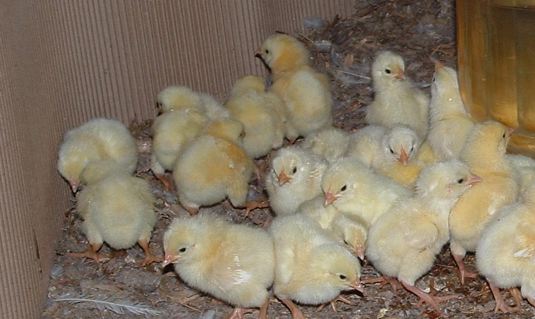 Baby Chicks