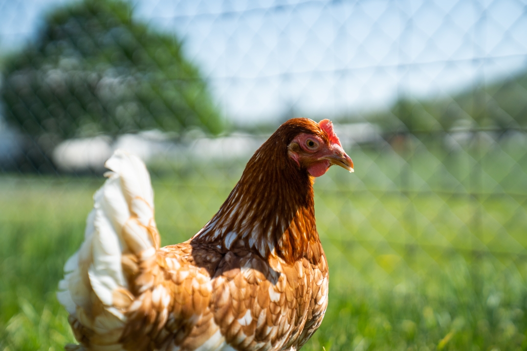 Red Sex Link Layer Chicken