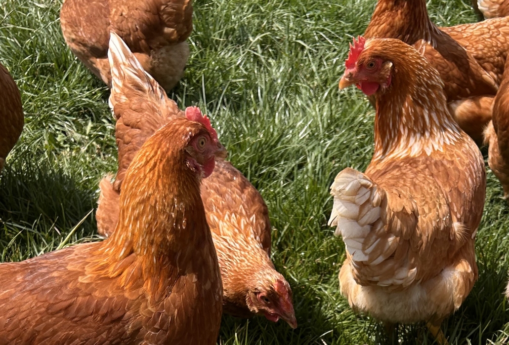 Layer Chickens