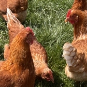 Layer Chickens