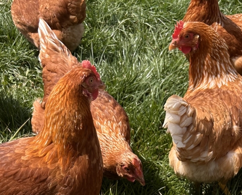 Layer Chickens