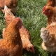 Layer Chickens
