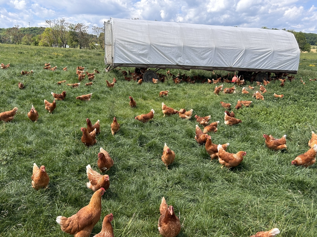 Layer chickens roaming in the field by their chicken tractor