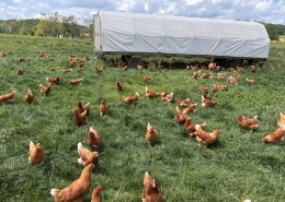 Layer chickens roaming in the field by their chicken tractor