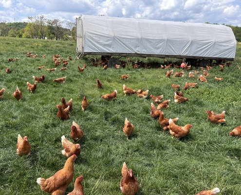 Layer chickens roaming in the field by their chicken tractor