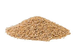 Barley