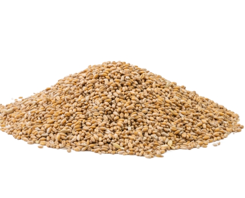 Barley