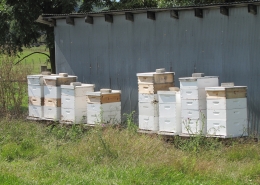 Bee Hive Boxes