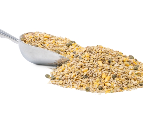 Sheep Feed Sheep Feed with a scoop