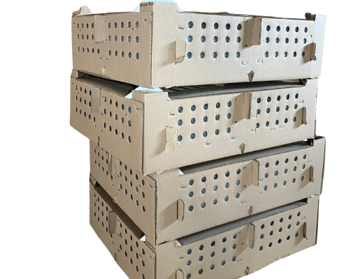 Chick Boxes