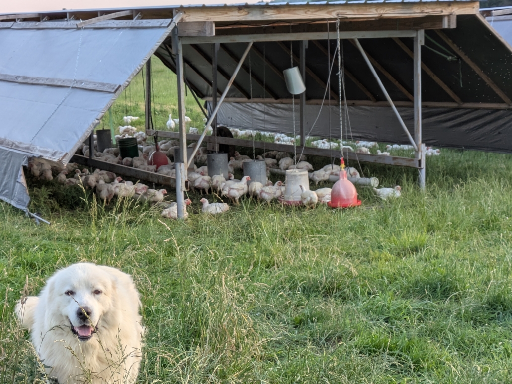 Broiler Chicks on Pasture