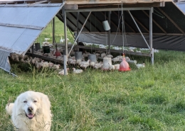 Chicken Shelter Broiler Chicks on Pasture
