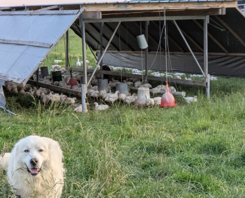 Chicken Shelter Broiler Chicks on Pasture
